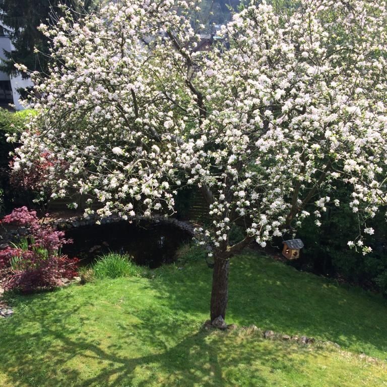 Kirschblüten